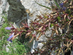 Campanula ossetica