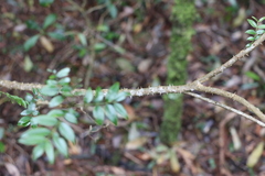 Zanthoxylum brachyacanthum