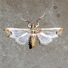 Neoleucinodes