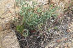 Gethyllis verticillata