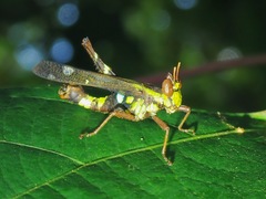 Erianthus versicolor
