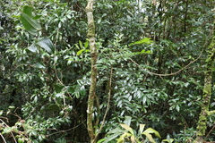 Zanthoxylum brachyacanthum