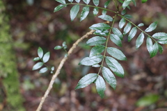 Zanthoxylum brachyacanthum