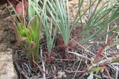 Gethyllis verticillata