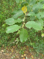 Salix