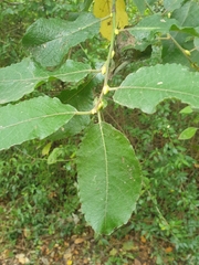 Salix