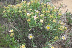 Lampranthus watermeyeri