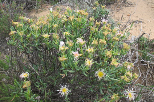 Image of Lampranthus watermeyeri by (c) James Deacon, some rights reserved (CC BY-SA)