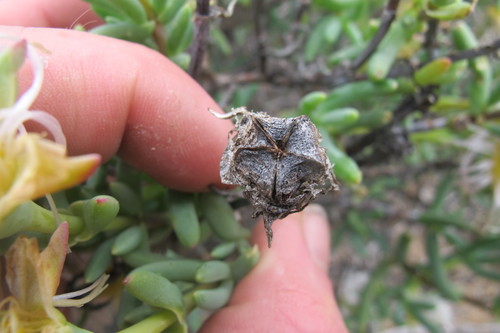 Image of Lampranthus watermeyeri by (c) James Deacon, some rights reserved (CC BY-SA)