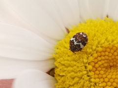 Anthrenus angustefasciatus