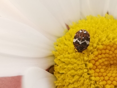 Anthrenus angustefasciatus