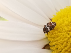 Anthrenus angustefasciatus