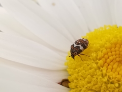 Anthrenus angustefasciatus