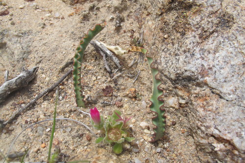 Haemanthus crispus