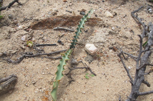 Haemanthus crispus