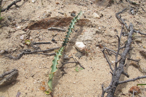 Haemanthus crispus