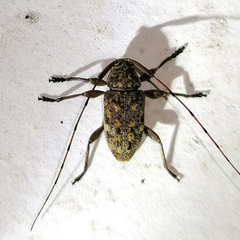 Atrypanius remissus