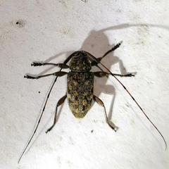 Atrypanius remissus