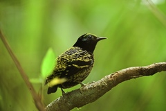 Philepitta castanea