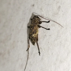 Atrypanius remissus