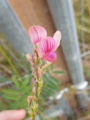 Onobrychis viciifolia