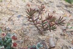 Crassula tetragona rudis