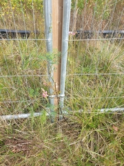 Onobrychis viciifolia