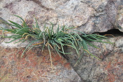 Ornithogalum multifolium