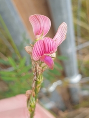 Onobrychis viciifolia