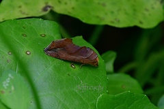 Oraesia emarginata