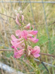 Onobrychis viciifolia