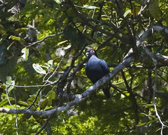 Alectroenas madagascariensis