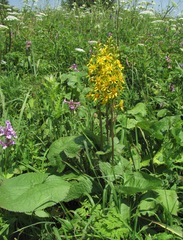 Ligularia subsagittata