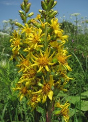 Ligularia subsagittata