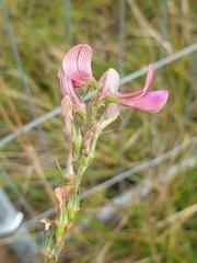 Onobrychis viciifolia