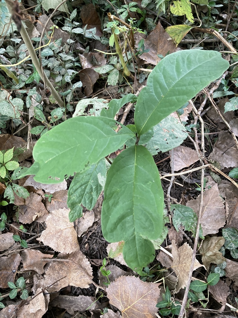 common pawpaw from Newsom Ave, Columbus, IN, US on September 30, 2021 ...