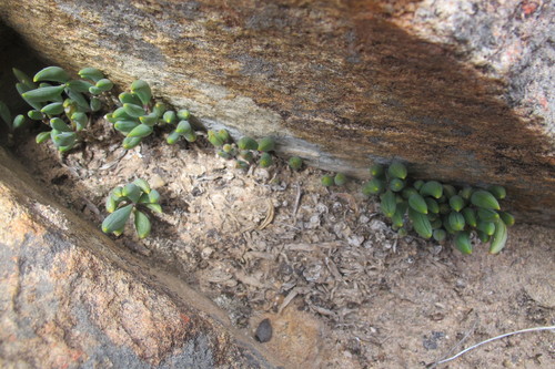 Ridged Beads (Curio sulcicalyx)