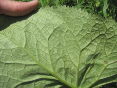 Ligularia subsagittata