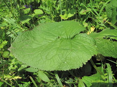 Ligularia subsagittata