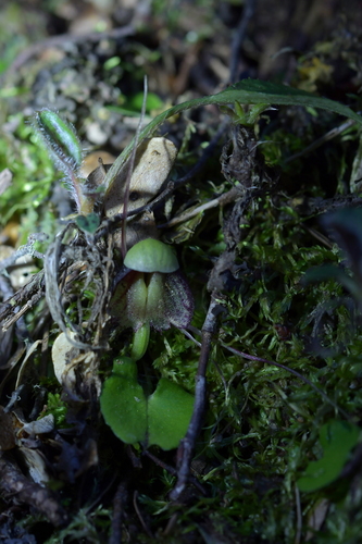 Image of Corybas trilobus by (c) Christopher Stephens, some rights reserved (CC BY-SA)