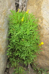 Oxalis namaquana