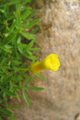 Oxalis namaquana