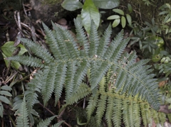 Polystichum chilense