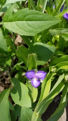Tradescantia tharpii