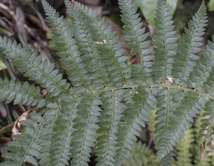 Polystichum chilense