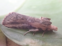 Noctuoidea