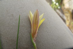 Romulea citrina