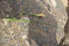 Romulea citrina