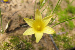 Romulea citrina