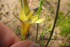 Romulea citrina